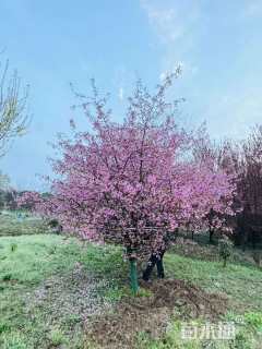 10公分垂丝海棠