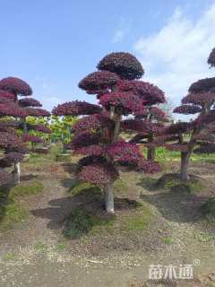 高度1500厘米红花继木