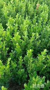 高度35厘米瓜子黄杨