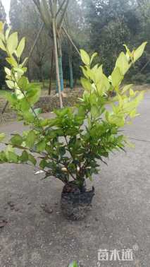 高度35厘米金森女贞