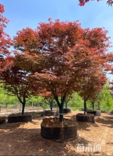 14公分日本红枫