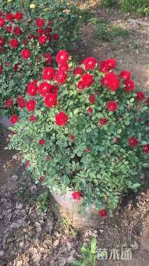 冠幅120厘米月季花球