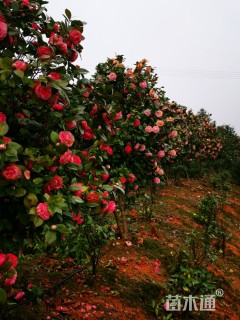 原生苗茶花-赤丹红