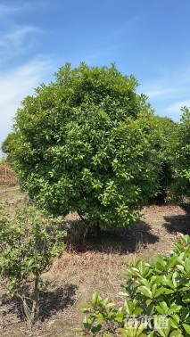 冠幅300厘米红叶石楠球