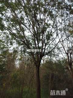 15公分榆树