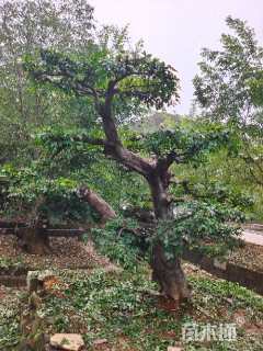 15公分造型朴树