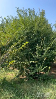 高度400厘米丛生鸡爪槭