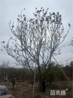 50公分朴树