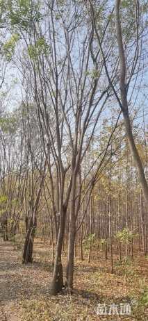 高度500厘米丛生国槐