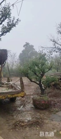 10公分造型红梅