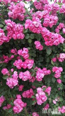 高度60厘米月季