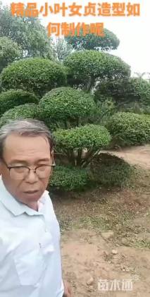 高度38厘米小叶女贞