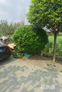 高度200厘米雀舌黄杨