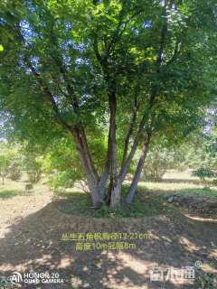 高度1000厘米丛生五角枫