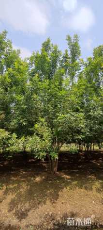 高度800厘米丛生白蜡