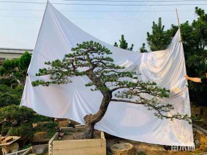 高度250厘米黑松