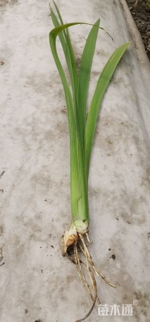 高度35厘米德国鸢尾