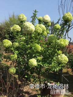 高度200厘米斗球