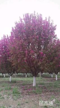 15公分绚丽海棠