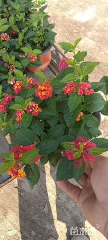 冠幅20厘米五色梅