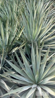 高度60厘米凤尾兰