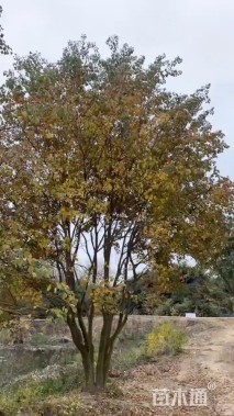 60公分(5杆)丛生乌桕