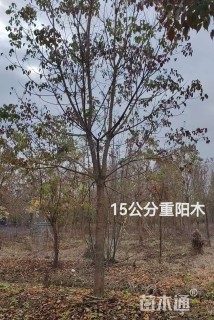15公分重阳木