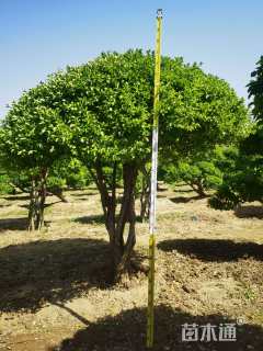 高度350厘米卫矛