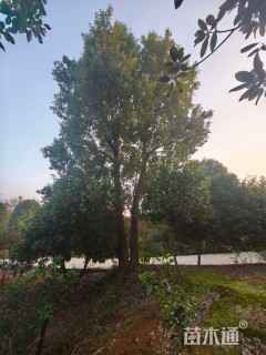 30公分(3杆)丛生香樟