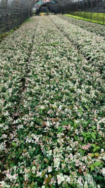 30厘米花叶络石