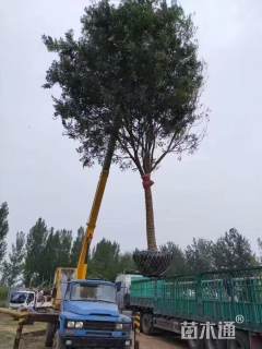 22公分国槐