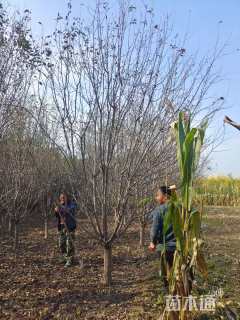 10公分北美海棠