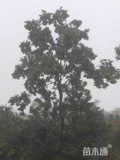20公分乌桕
