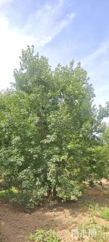 高度600厘米丛生元宝枫