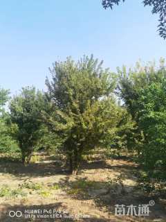 高度700厘米丛生三角枫