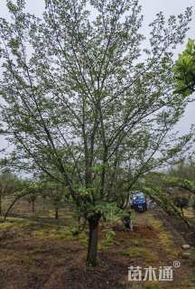 18公分染井吉野樱