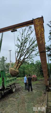 15公分丛生乌桕