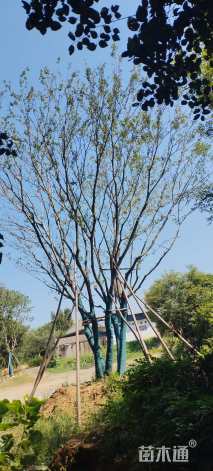 100公分丛生朴树