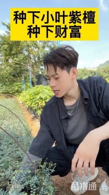 高度100厘米细叶紫檀小苗