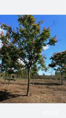 15公分黄山栾树