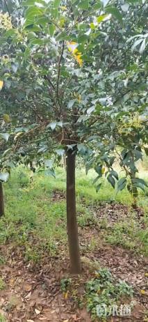 10公分大叶女贞