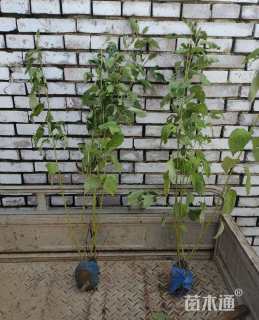 高度60厘米红瑞木