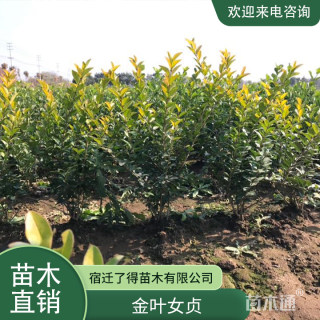 高度60厘米金叶女贞