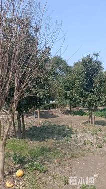 30公分(3杆)丛生香泡