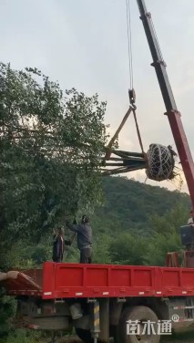 高度800厘米丛生三角枫