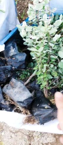 高度20厘米雪花木