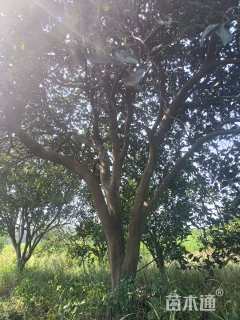 高度400厘米丛生胡柚