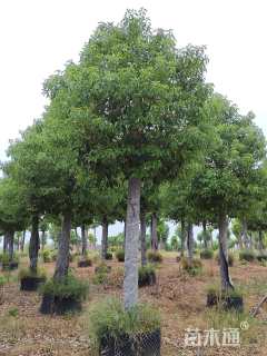 15公分香樟