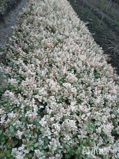 30厘米花叶络石