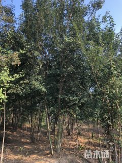 高度800厘米丛生三角枫